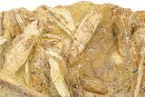 Fossil Dinosaur Bones & Tendons in Sandstone - Wyoming #292620-3